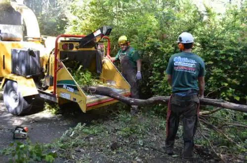 tree services Sea Ranch